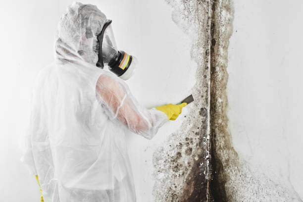 Mold Odor Removal Services in Taylors, SC